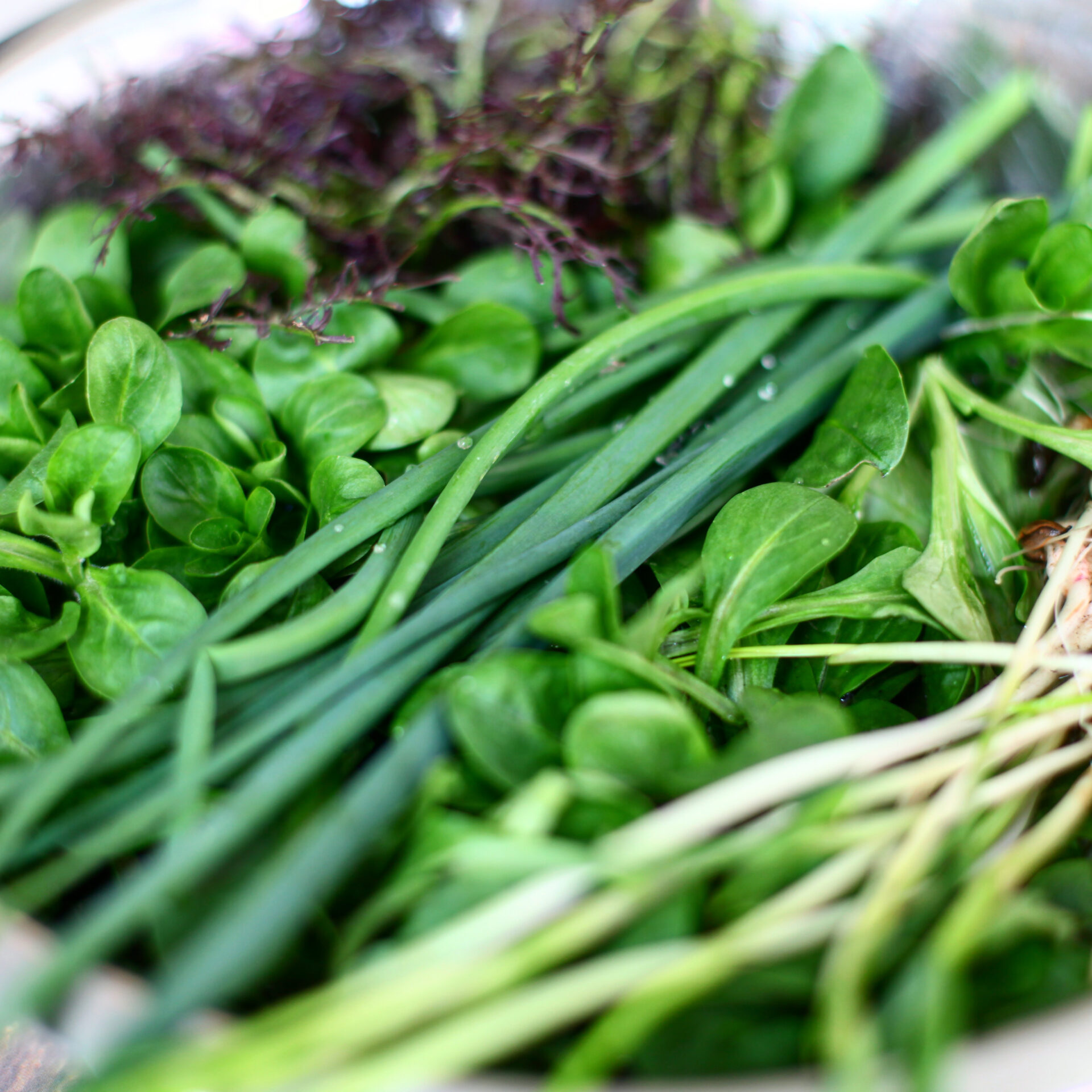Taką misę sałaty i&nbsp;szczypiorku zebrałam w&nbsp;kwietniu