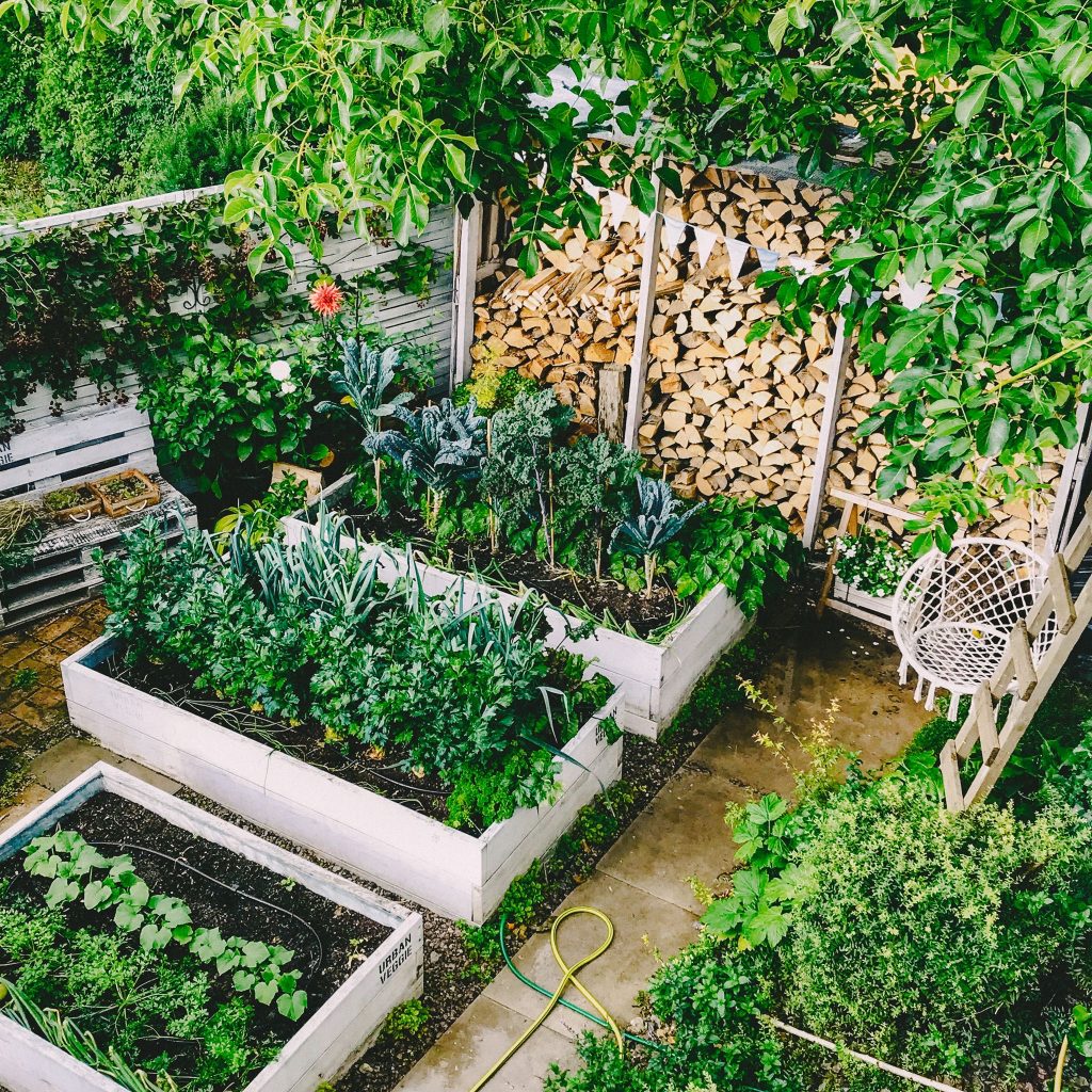 Załóż własny warzywnik