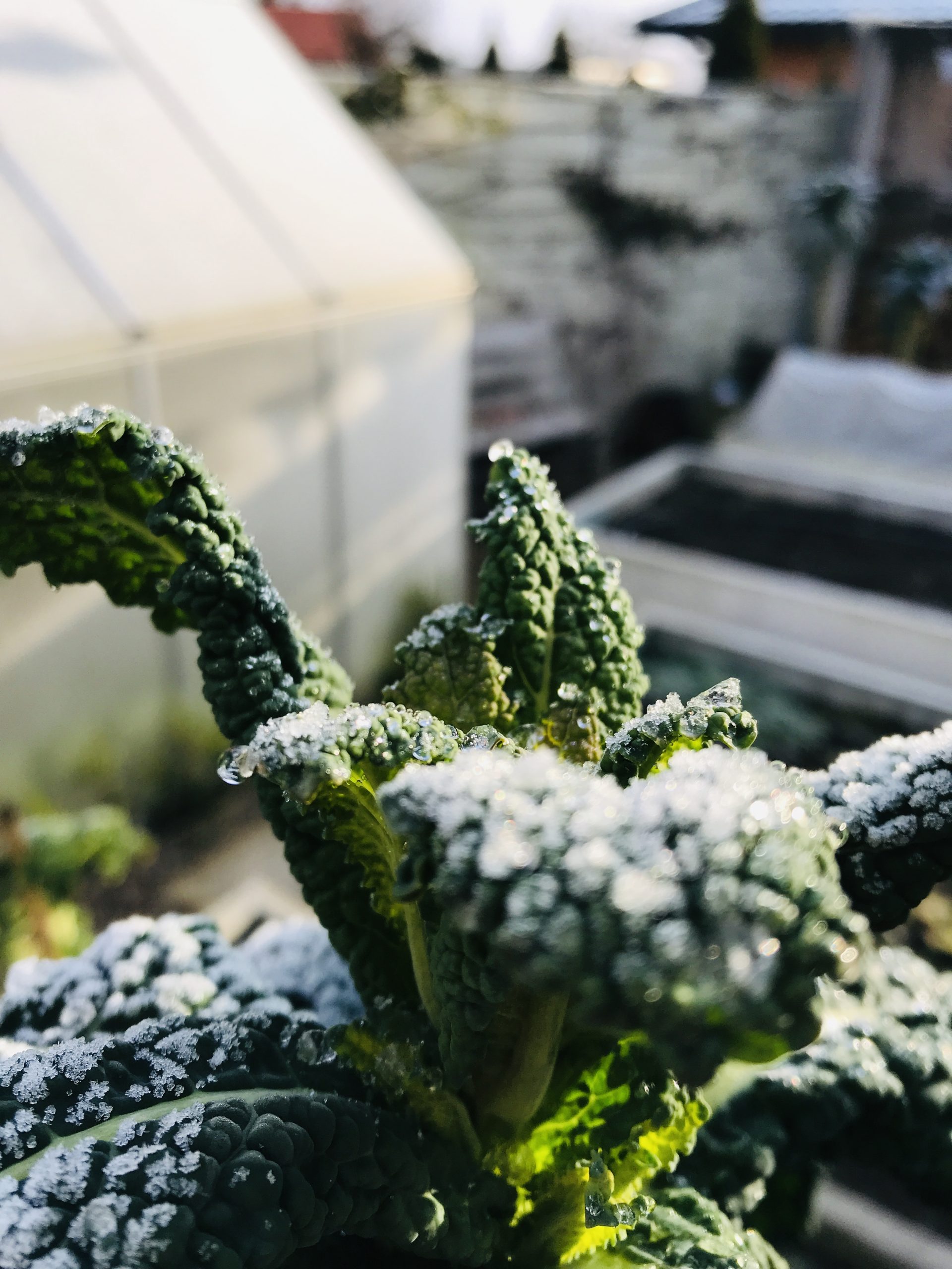 Zimą też możesz hodować warzywa