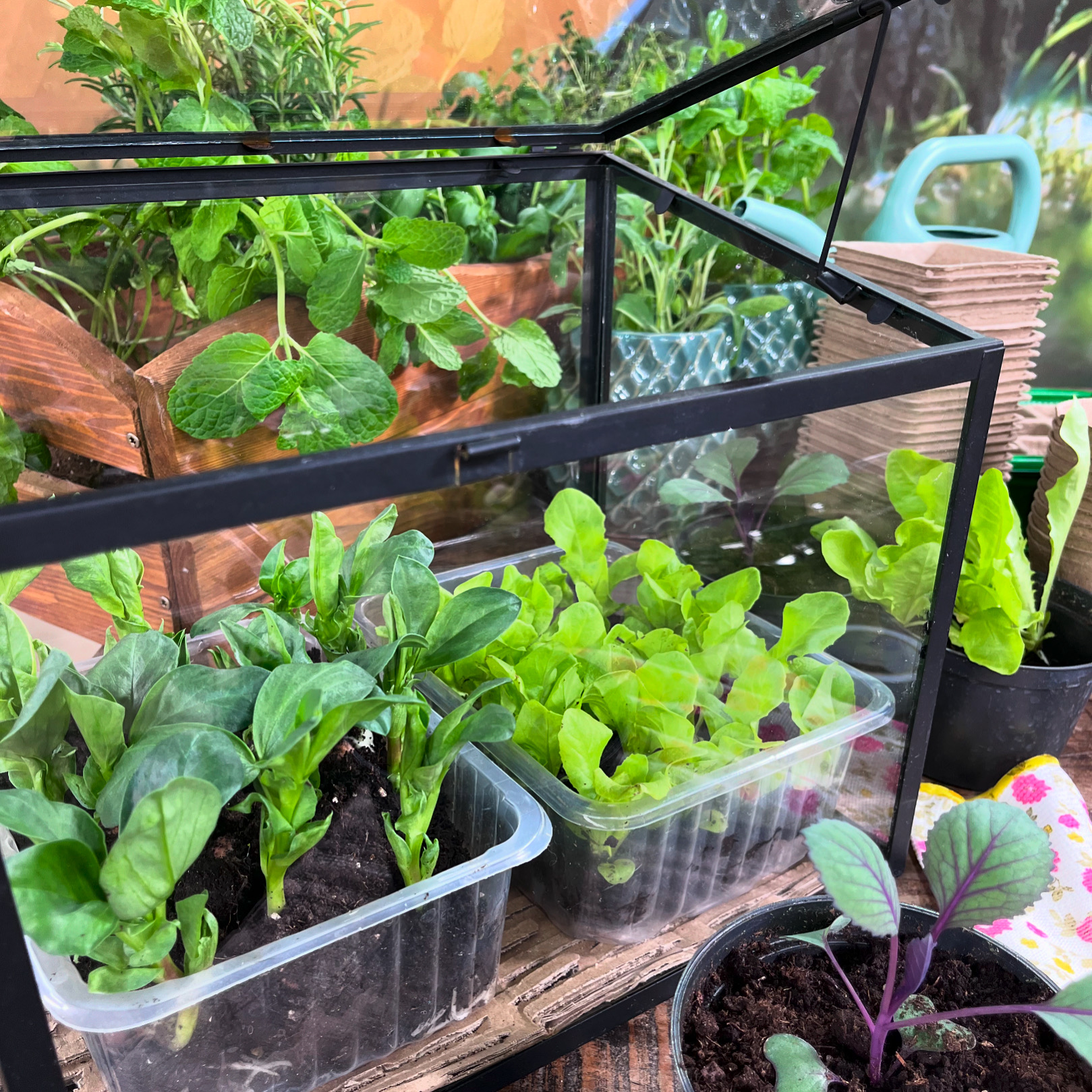 Jak chronić warzywnik przed chłodem