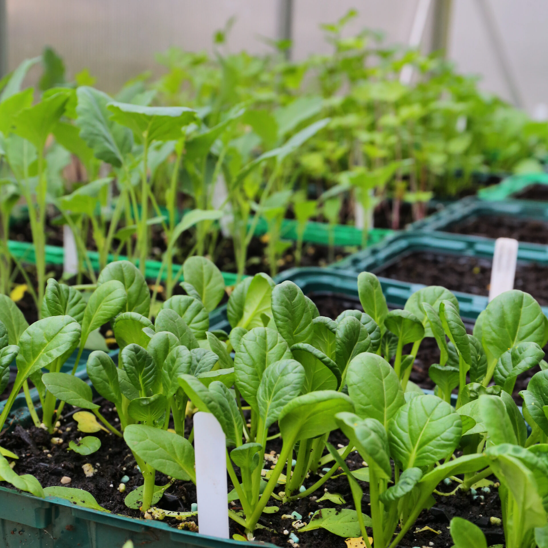 Czy warto nawozić rozsady?