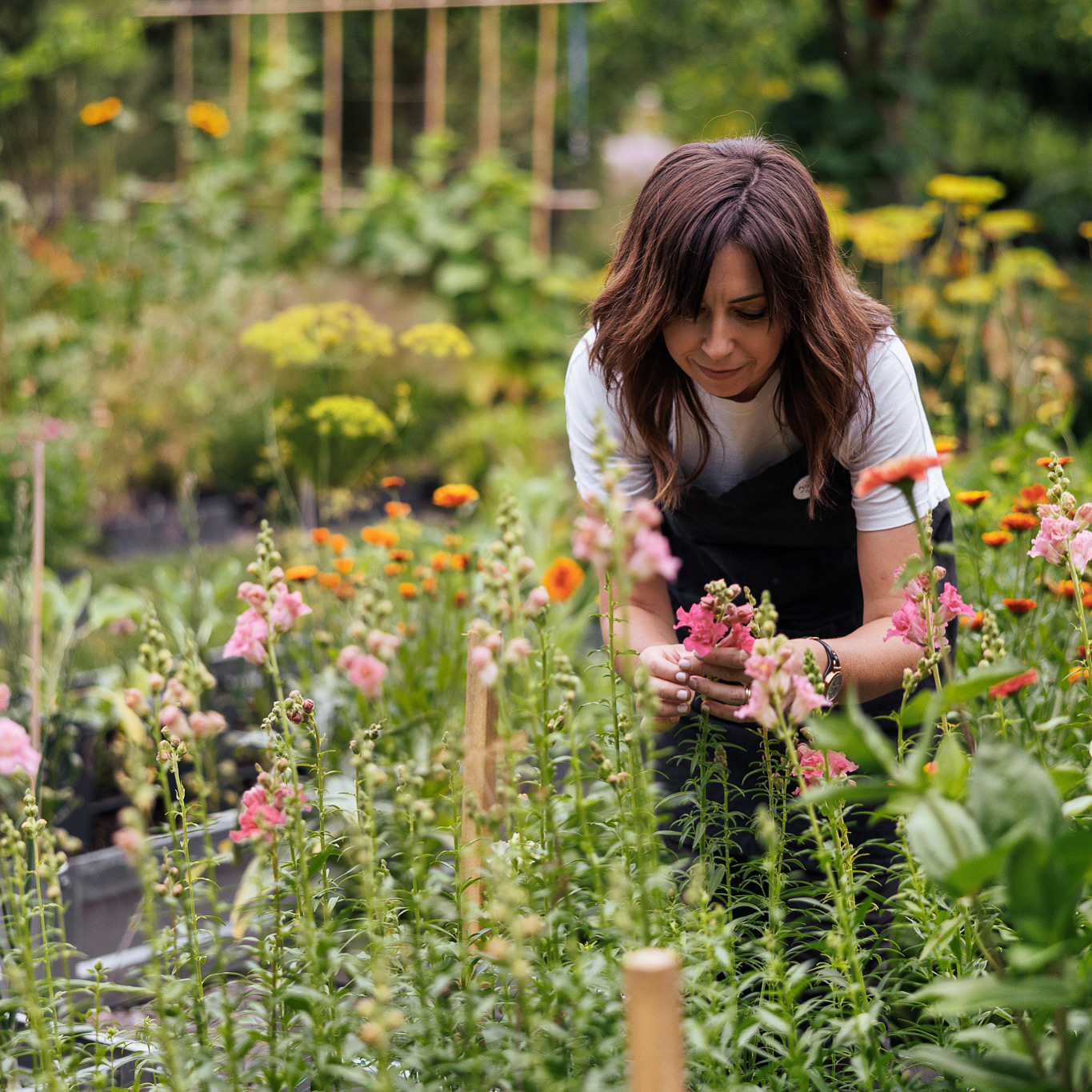 Rabaty na&nbsp;kwiat cięty