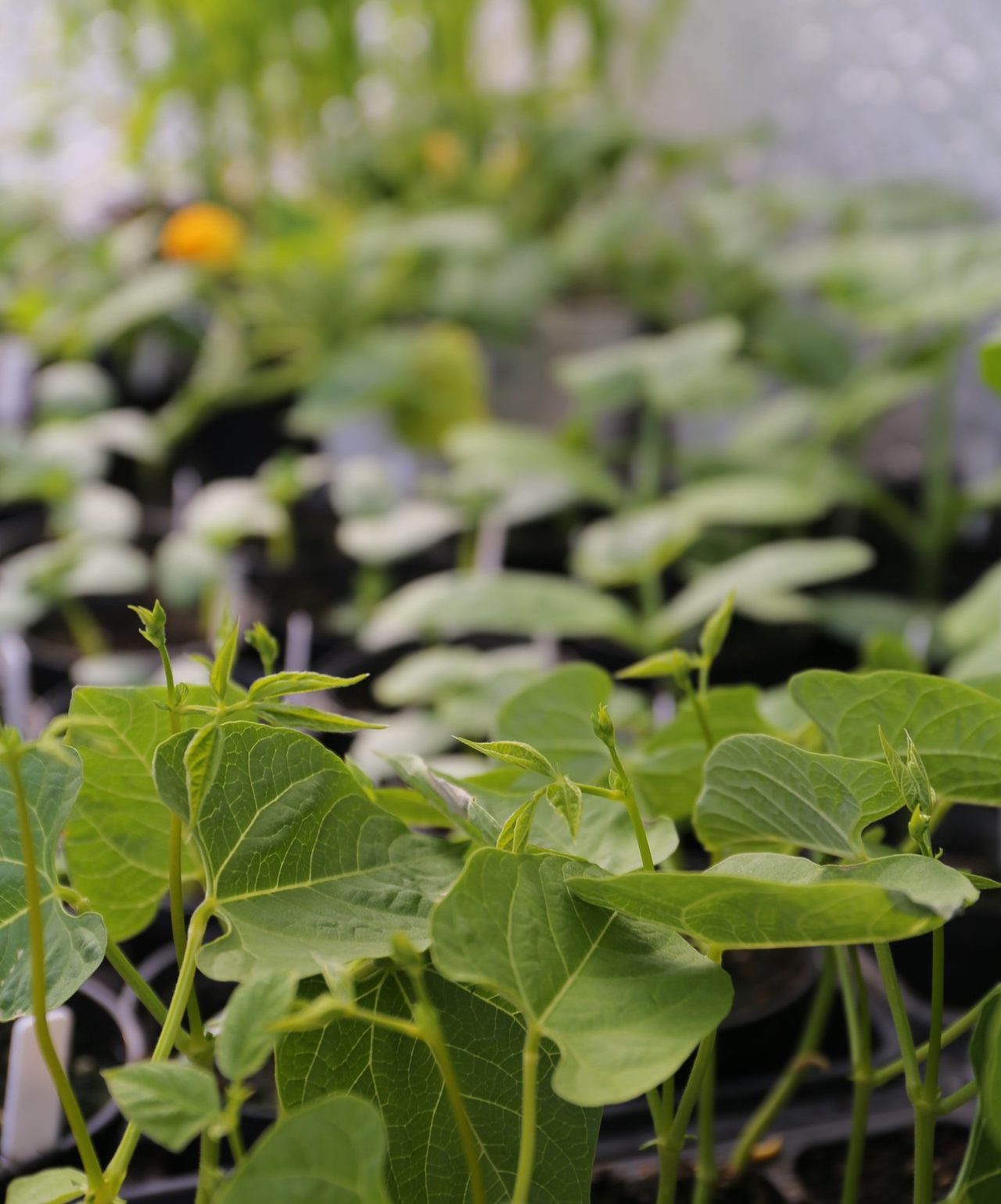 Maj w&nbsp;warzywniku