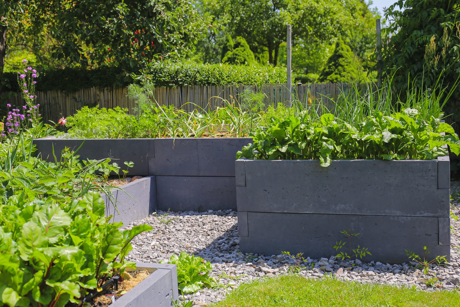 Czerwiec w&nbsp;warzywniku